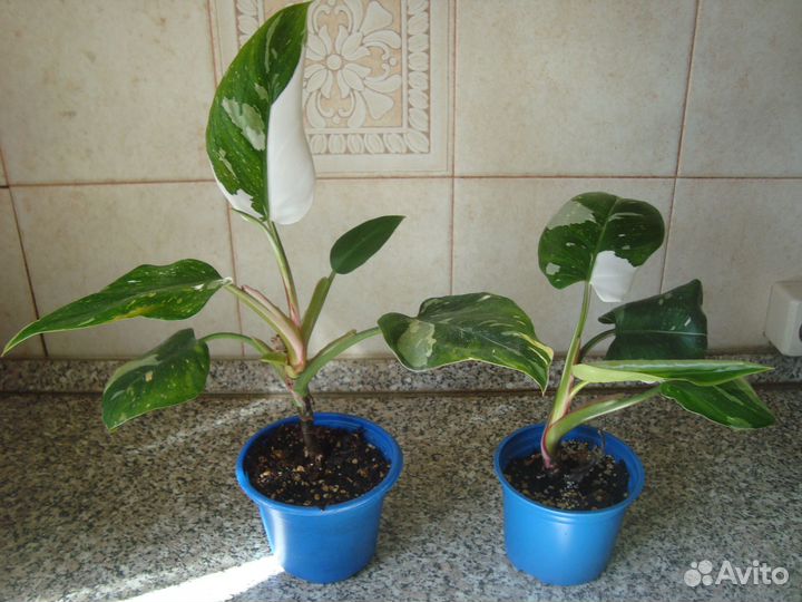 Монстеры, эпипремнум, сциндапсус