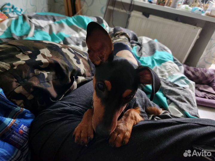 Цвергпинчер подрощенный