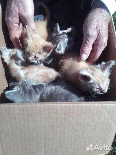 Котята в добрые руки