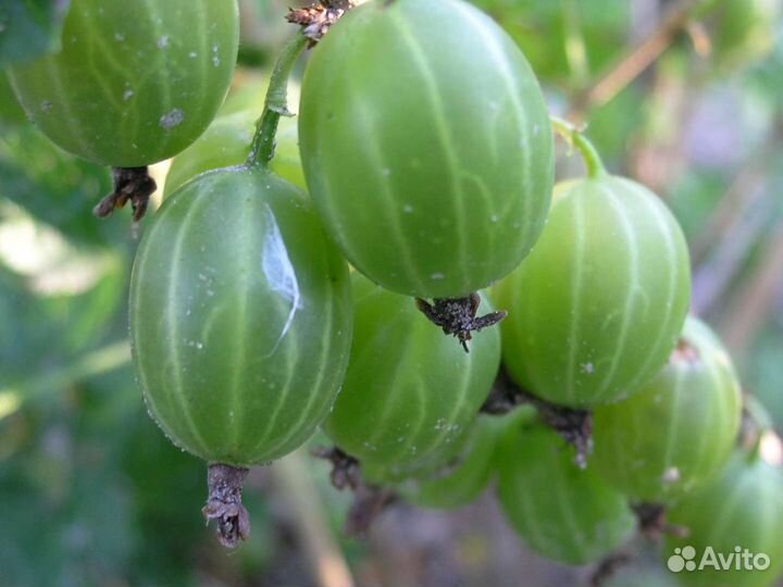 Саженцы Крыжовника