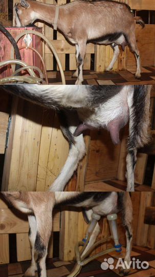 Козы дойные