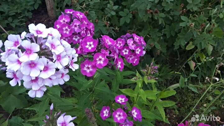 Флоксы сортовые