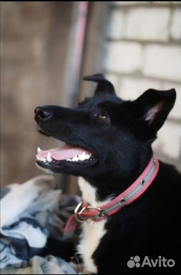 Собачка в дар