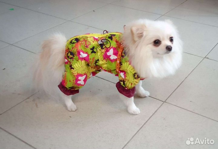 Комбинезоны для собак