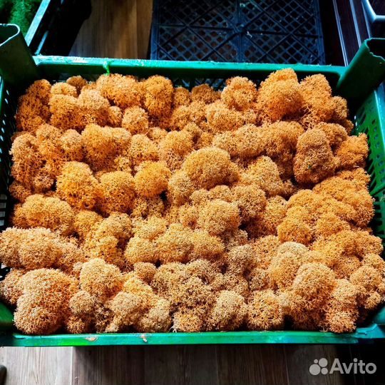 Стабилизированный мох