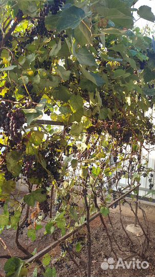 Виноград