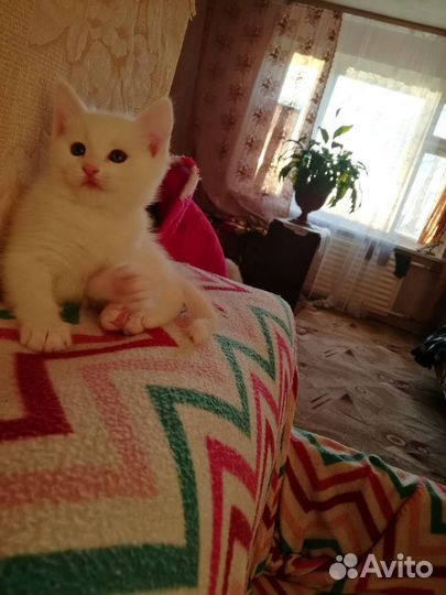 Котята мейн-кун