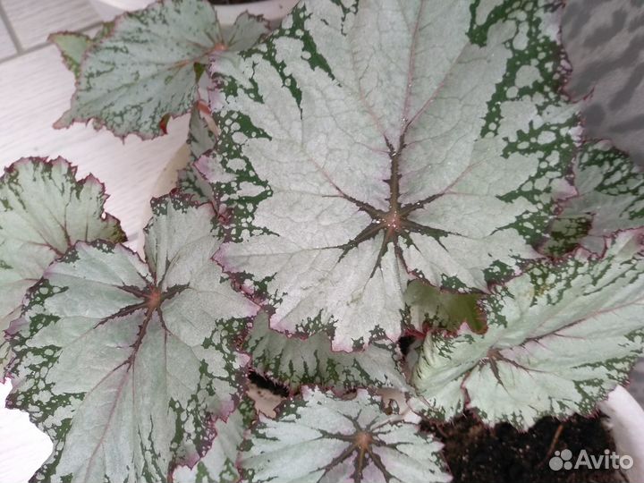 Комнатные цветы