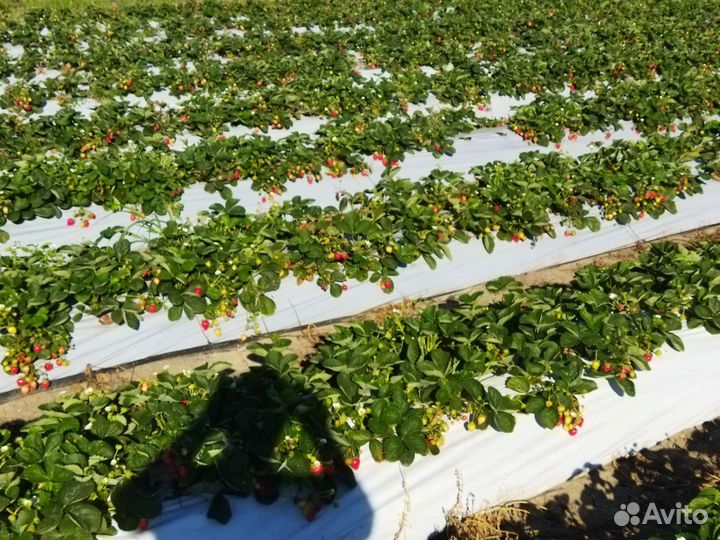 Кассетная рассада