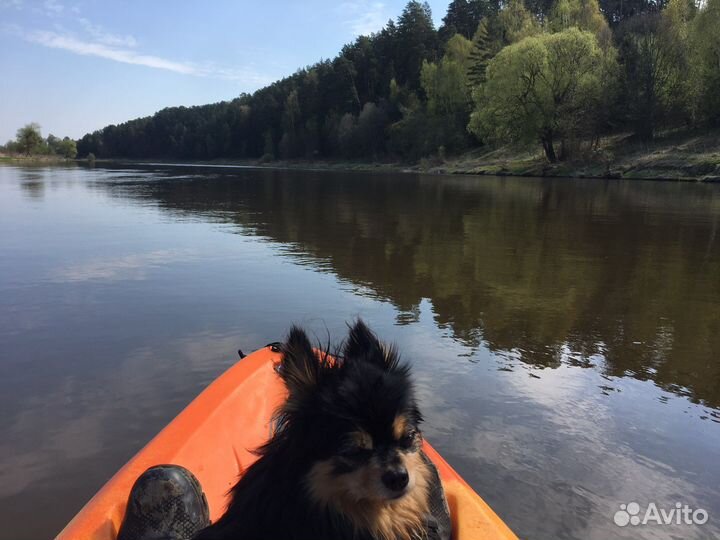 Сплав на каяках в Звенигороде