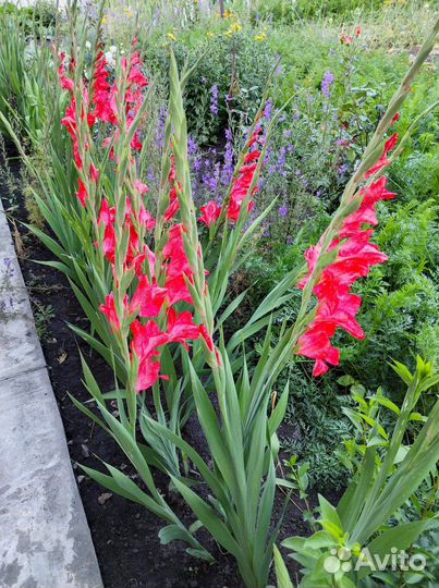 Луковицы Гладиолусы (гладиолусов)