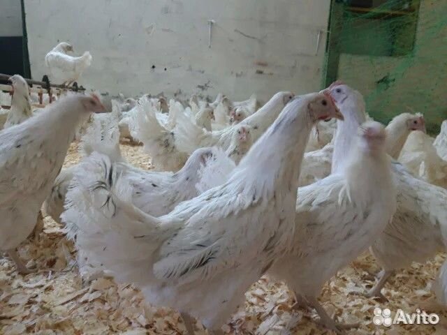 Цыпы 3-недели Ломан Браун (курочки), Супер Ник