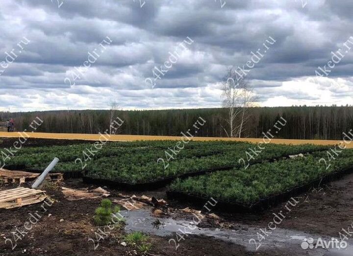 Сибирский кедр. Саженцы