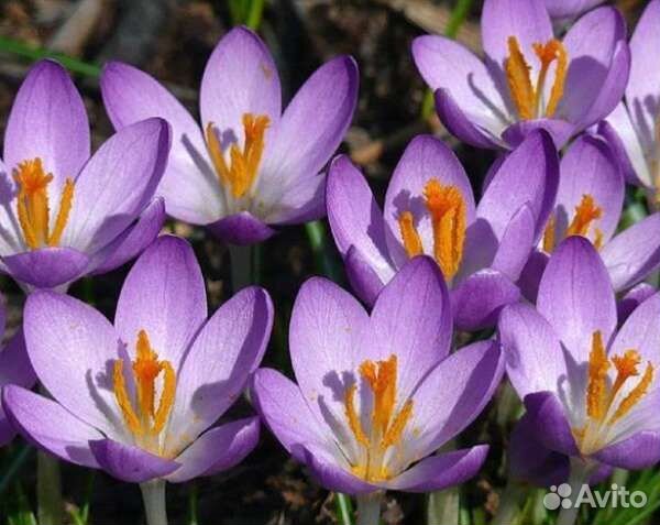 Крокусы цветы