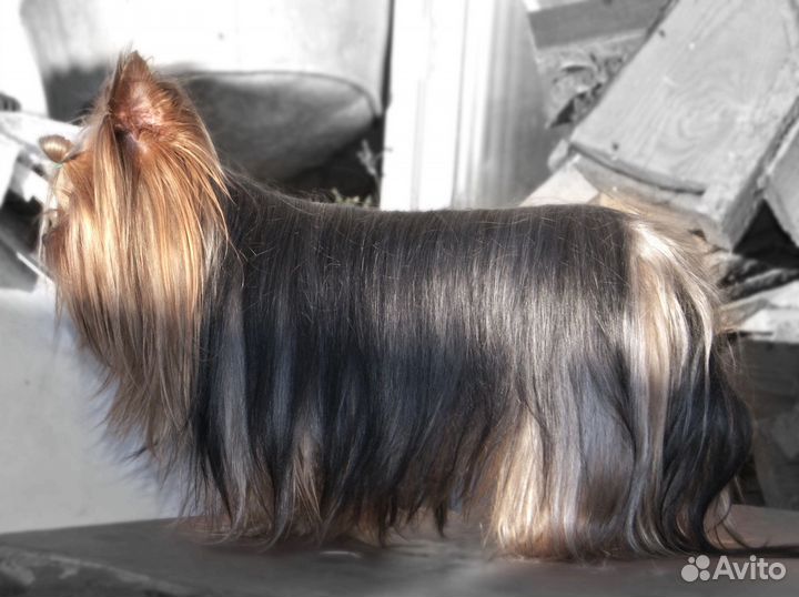 Йоркширский терьер вязка