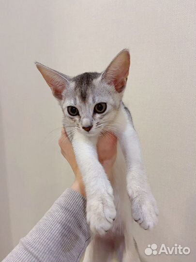Абиссинские котята черное серебро