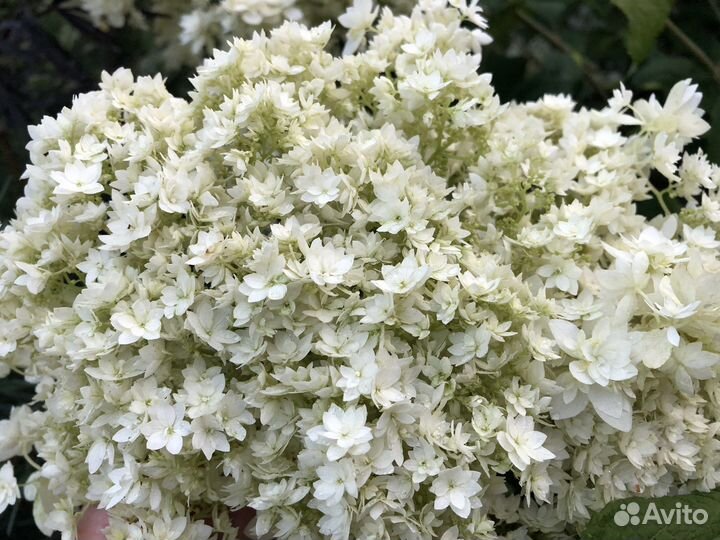 Гортензии древовидные