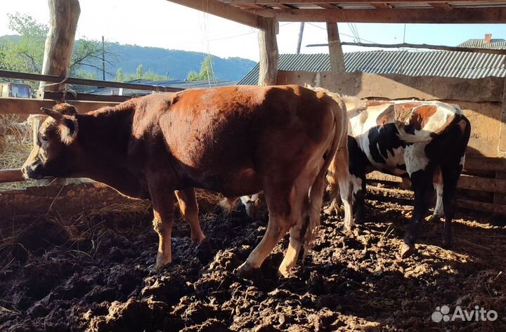 Бычки 8 голов