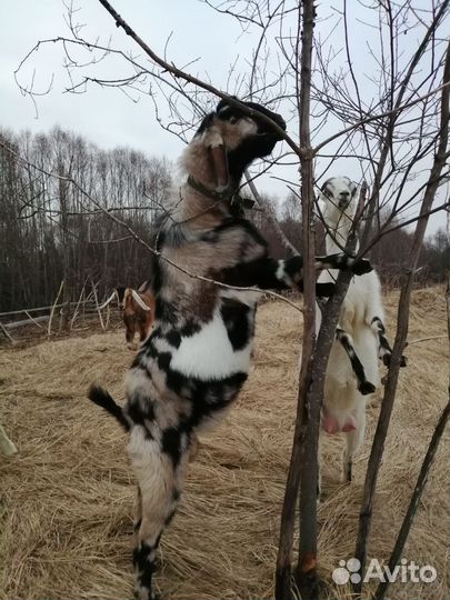 Англо нубийский козел