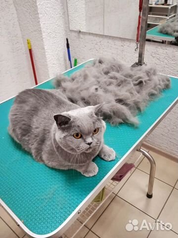 Стрижка кошек