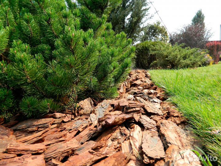Мульча сибирской лиственницы в розницу и оптом