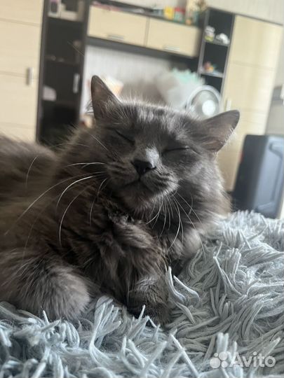 Отдам в добрые руки кошку