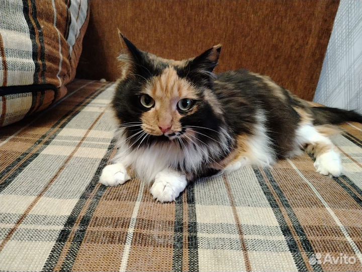 Кошка Люся