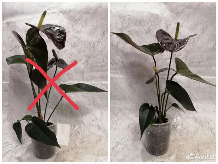 Антуриум сортовой