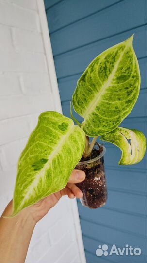 Аглаонема white rose, aladdin, Brilliantly green