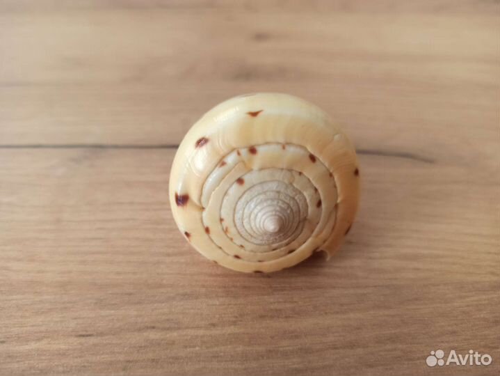 Морская раковина