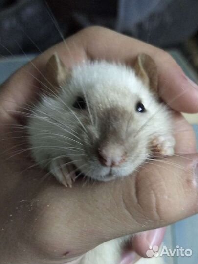 Передержка животных (Рептилии, грызуны и т.д.)