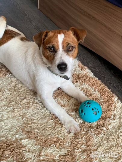 Вязка джек рассел терьер