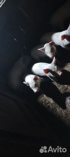 Поросенок ландрас