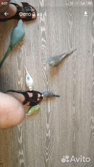 Передержка,приручаем к рукам попугаев, консультаци