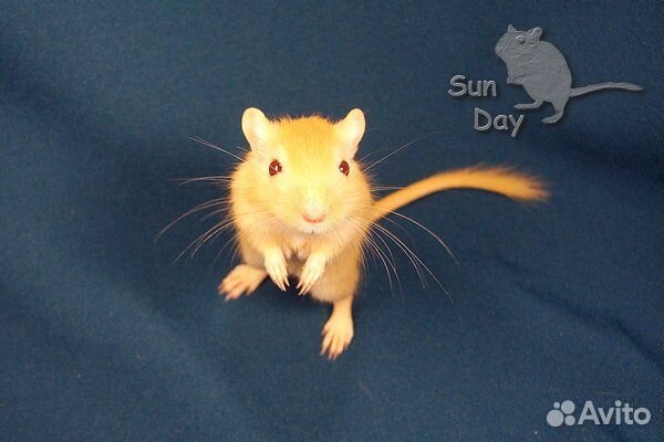 Монгольские песчанки из питомника