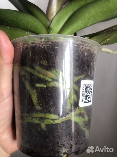 Орхидея фаленопсис биг лип