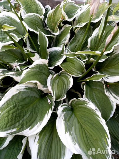 Цветы садовые. Хосты