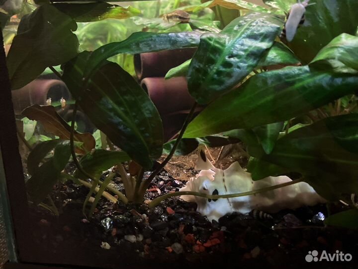 Аквариумное растение