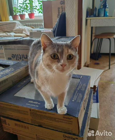 Трёхцветная кошечка ищет любящую семью