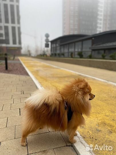 Кобель померанского шпица для вязки