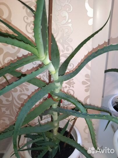 Алоэ, разные размеры