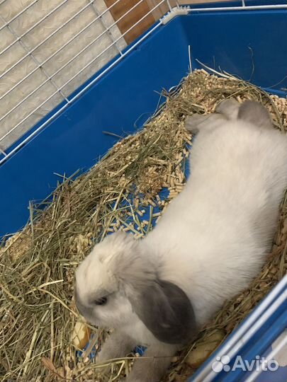 Кролик вислоухий