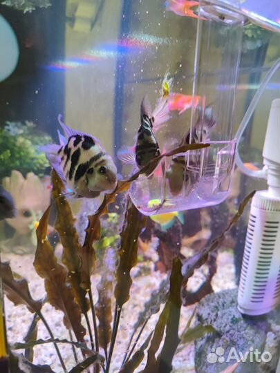 Аквариум с рыбками, 75 литров