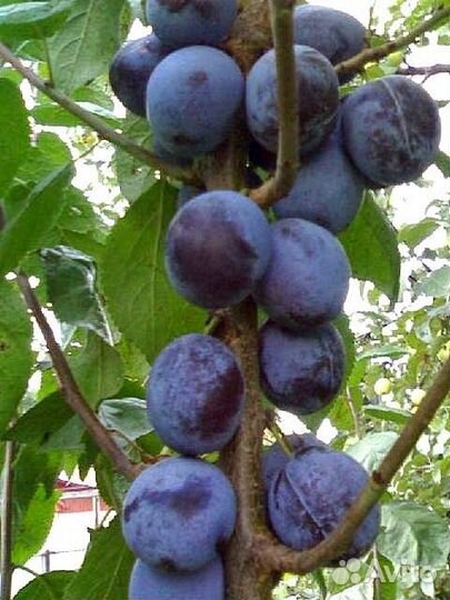 Слива колонновидная блю свит саженец 2-х летка