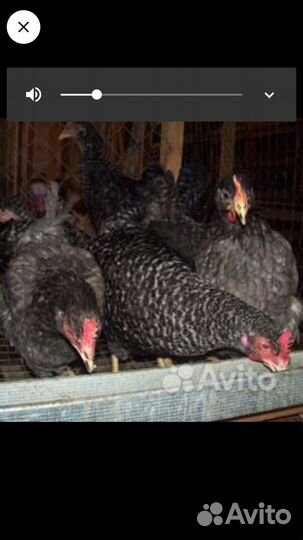 Хайсексы, Легорны, Доминант и петухи