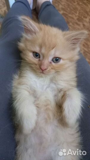 Четверо котят три мальчика и одна девочка