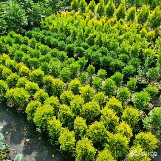 Туя Смарагд