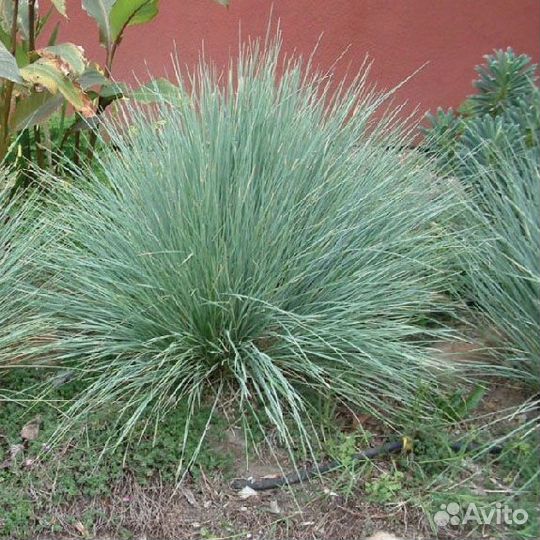 Многолетние растения для сада