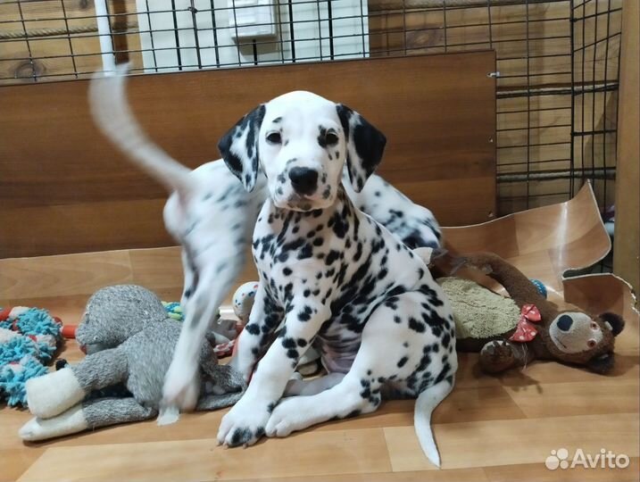 Щенок Далматина Лёня