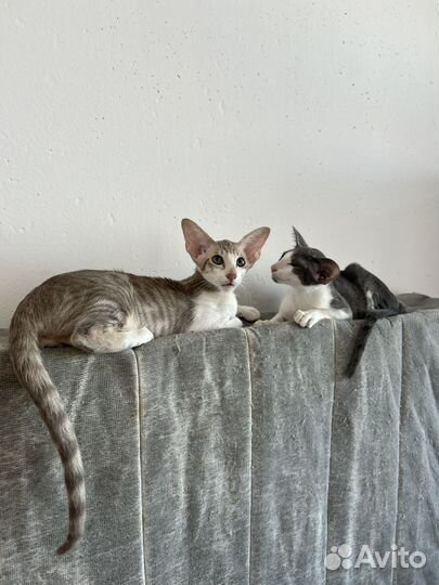 Ориениальные котята